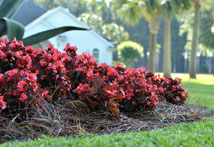 how to mulch with pine straw