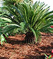 pine mulch spring application