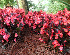 Pine Needles Make Great Mulch