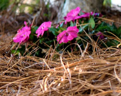 Benefits of Using Pine Needles as Mulch - The Links Site