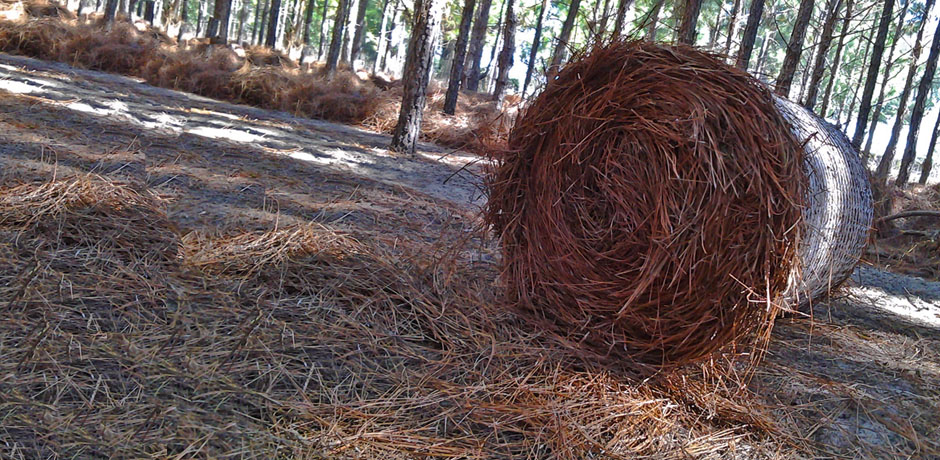 round pine straw bales for sale